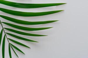 ausgelassen im das tropisch Pracht von schön Palme Blätter, wo von der Sonne geküsst Wedel schwanken im der Natur Rhythmus, basteln ein atemberaubend Tapisserie von exotisch Eleganz und endlos Ruhe foto