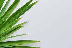 ein kulinarisch Odyssee mit das schön Pandan Blatt, infundieren zart Aromen und beschwingt Grün Farbtöne in exquisit Teller, Erhebung Geschmack Profile mit der Natur frisch Eleganz foto