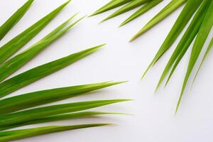 ausgelassen im das tropisch Pracht von schön Palme Blätter, wo von der Sonne geküsst Wedel schwanken im der Natur Rhythmus, basteln ein atemberaubend Tapisserie von exotisch Eleganz und endlos Ruhe foto