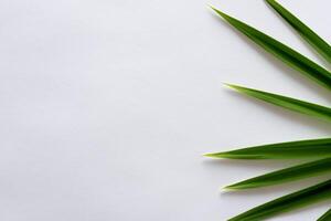 ein kulinarisch Odyssee mit das schön Pandan Blatt, infundieren zart Aromen und beschwingt Grün Farbtöne in exquisit Teller, Erhebung Geschmack Profile mit der Natur frisch Eleganz foto