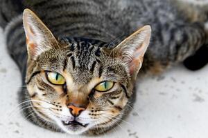 erkunden das locken von ein schön schottisch falten Katze, wo schnurrte Eleganz und spielerisch Charme Vereinen im ein faszinierend Porträt von knuddelig Freude foto