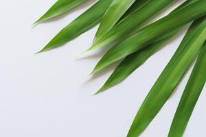 ein kulinarisch Odyssee mit das schön Pandan Blatt, infundieren zart Aromen und beschwingt Grün Farbtöne in exquisit Teller, Erhebung Geschmack Profile mit der Natur frisch Eleganz foto