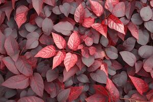 ai generiert rot Blätter von oben Aussicht schön Natur Hintergrund Szene foto