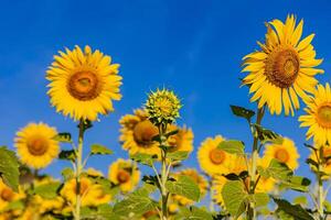 Sonnenblumen auf ein landwirtschaftlich Feld im Asien. Pflanze Gelb Blumen und Sonnenblume Samen. Hintergrund Natur Blau Himmel und Berge. während nett sonnig Winter Tag im Landwirte Garten. foto