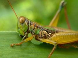 grüne Heuschreckeninsekten sitzen auf den grünen Blättern foto
