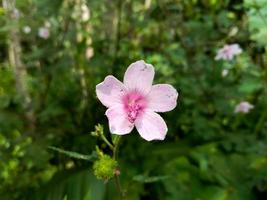 Feld von blühenden lila Blumen auf einem Naturhintergrund foto