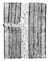 schematisch längs Sektion zeigen ein ruhend Knospe, Jahrgang Gravur. foto