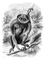 agil Gibbon, Jahrgang Gravur. foto