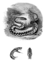 Kopf von das Viper, zeigen das gegabelt Zunge, verbreitet Viper Norden, Kopf von das Viper, oben Sicht, Jahrgang Gravur. foto