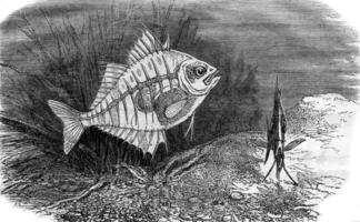 parabassis Ranga oder transparent Fisch, Jahrgang Gravur. foto