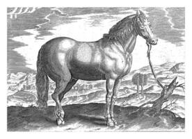 Pferd von Truthahn, Jahrgang Illustration. foto