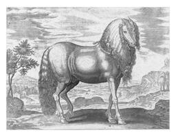 Pferd von Rumänien Dakus, Jahrgang Illustration. foto