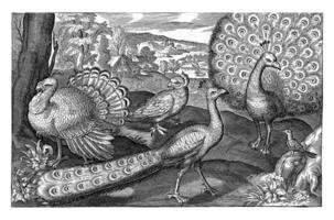 fünf Vögel einschließlich Löffler, Nicolaes de Bruyn foto