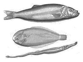 Hering, Sohle, einzig, alleinig und Seenadeln, Nicolaes de Bruyn, 1581 - - 1656 foto
