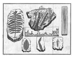 Fossilien, Pieter ja, 1722 - - 1782 foto