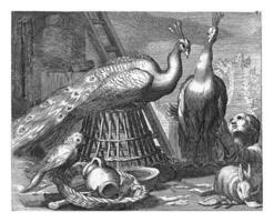 Pfauen, boetius adamsz. Bolswert, nach Abraham Bloemaert, 1611 - - 1661 foto