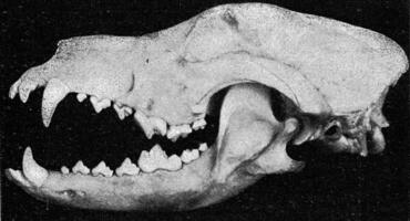Skelett von das Kopf von ein Hund, Jahrgang Gravur. foto