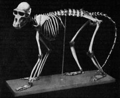Skelett von ein Papion, Jahrgang Gravur. foto