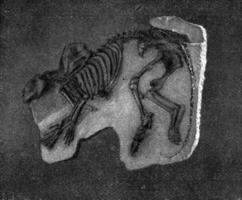 Skelett von phenacodus Primaevus, Jahrgang Gravur. foto