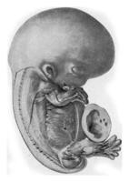 Mensch Embryo, Jahrgang Gravur. foto