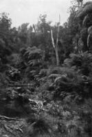 Jungfrau Wald von Neu Neuseeland, Jahrgang Gravur. foto