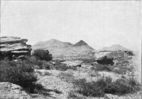 Aspekt von Vegetation im ein Texas Wüste, Jahrgang Gravur. foto