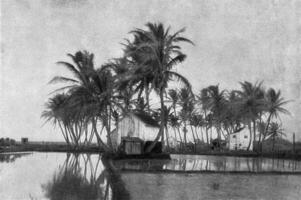 Gruppe von Palme Bäume im hawaiisch Inseln, Jahrgang Gravur. foto