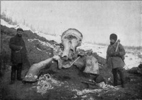 Mammut Karkasse exhumiert im Sibirien im das Frühling von 1902 durch das Expedition geschickt durch das Russisch Akademie von Wissenschaften, Jahrgang Gravur. foto