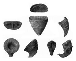 Typen von ausgestorben Korallen von das Paläozoikum Epoche, Jahrgang Gravur. foto