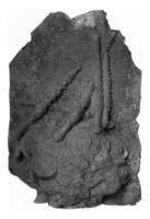 archaeocidaris, Paläozoikum Meer Bengel von das Karbon Kalkstein von Russland, Jahrgang Gravur. foto