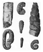 Zubehörteil Formen von das Ammoniten von das Kreide- Formation, Jahrgang Gravur. foto