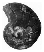 Nautilus von das Mitte jurassisch von N. Deutschland, immer noch teilweise möbliert mit es ist Hülse, Jahrgang Gravur. foto