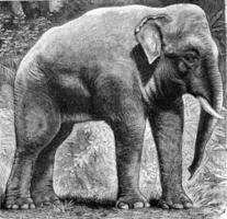 das indisch Elefant, elephas Indicus, Jahrgang Gravur. foto