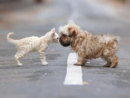 ai generiert Katze und Hund schnüffeln, das Start von ein schön Gesellschaft Blühen zwischen ihnen. foto