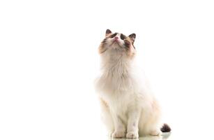 schön jung gesund Ragdoll Katze auf ein Weiß Hintergrund. foto