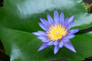 Makro Aussicht von lila Farbe Wasser Lilie mit Gelb Farbe im das Mitte. ein schön Szene von das Zuhause Garten foto