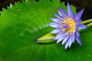 Makro Aussicht von Schüler Farbe Wasser Lilie mit Gelb Farbe im das Mitte foto