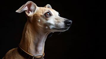 ai generiert Hund mit ein Hund Halsband Fachmann Fotografie foto