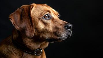 ai generiert Hund mit ein Hund Halsband Fachmann Fotografie foto