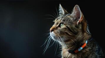 ai generiert Katze mit ein Katze Halsband Fachmann Fotografie foto