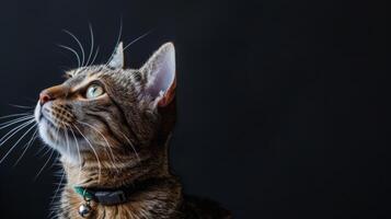 ai generiert Katze mit ein Katze Halsband Fachmann Fotografie foto