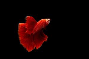 Super rot Betta Fisch auf schwarz Hintergrund foto