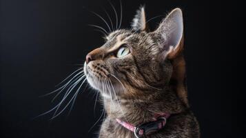 ai generiert Katze mit ein Katze Halsband Fachmann Fotografie foto