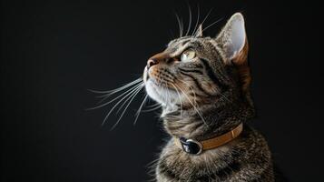 ai generiert Katze mit ein Katze Halsband Fachmann Fotografie foto