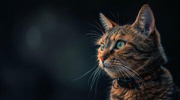 ai generiert Katze mit ein Katze Halsband Fachmann Fotografie foto