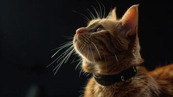 ai generiert Katze mit ein Katze Halsband Fachmann Fotografie foto