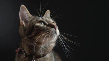 ai generiert Katze mit ein Katze Halsband Fachmann Fotografie foto