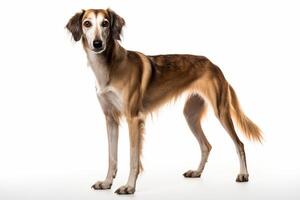 ai generiert Saluki Hund auf Weiß Hintergrund foto