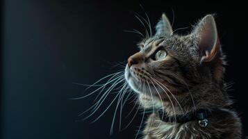 ai generiert Katze mit ein Katze Halsband Fachmann Fotografie foto