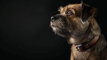 ai generiert Hund mit ein Hund Halsband Fachmann Fotografie foto